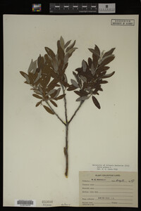 Salix glauca image