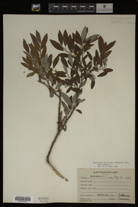 Image Associated With the Occurrence