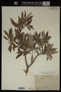 Image Associated With the Occurrence