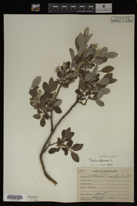 Salix glauca image