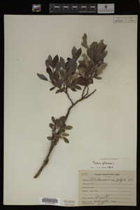 Salix glauca image