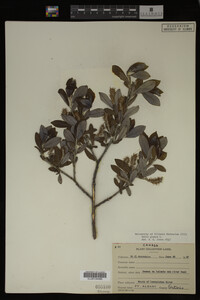 Salix glauca image