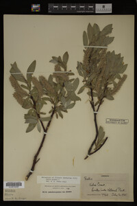 Salix glauca image