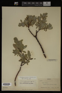 Image Associated With the Occurrence