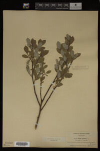 Image Associated With the Occurrence