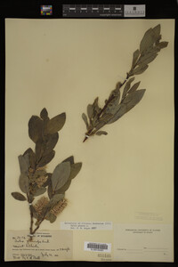 Salix glauca image