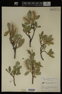 Salix glauca image
