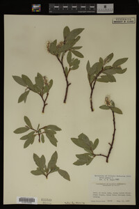 Salix glauca image