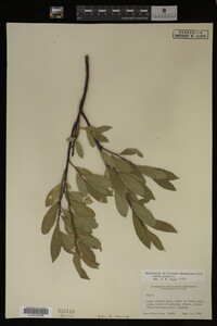 Salix glauca image
