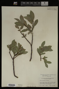 Image Associated With the Occurrence