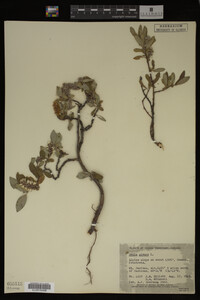 Salix glauca image