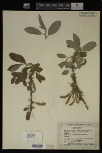 Image Associated With the Occurrence