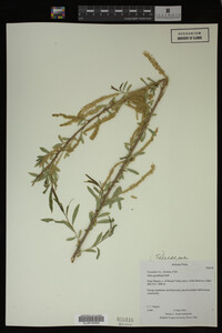 Salix gooddingii image