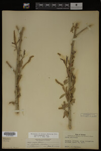 Salix gooddingii image