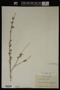 Salix gooddingii image