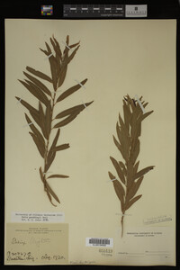 Salix gooddingii image
