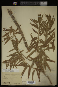 Salix gooddingii image