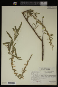 Salix gooddingii image