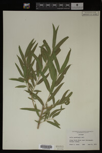 Salix gooddingii image