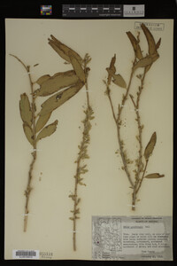 Salix gooddingii image