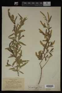 Salix gooddingii image
