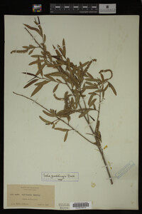 Salix gooddingii image