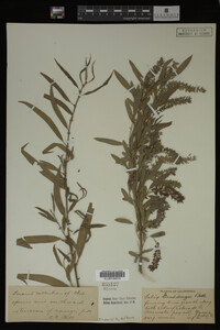 Salix gooddingii image