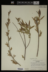 Salix gooddingii image