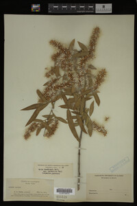 Salix gooddingii image