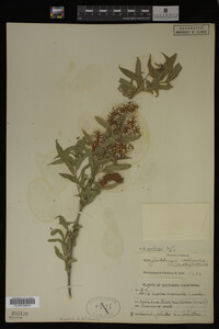 Salix gooddingii image
