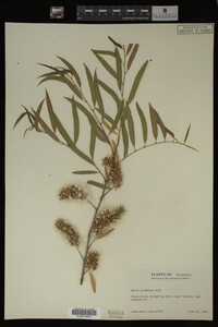 Salix gooddingii image