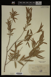 Salix gooddingii image