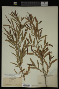 Salix gooddingii image