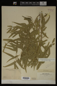 Salix gooddingii image