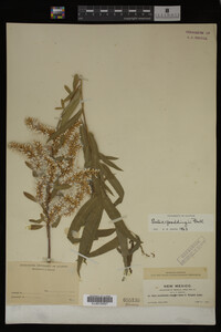 Salix gooddingii image