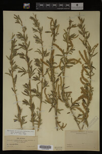 Salix gooddingii image