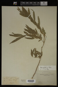 Salix gooddingii image