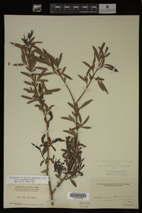 Salix gooddingii image