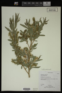 Salix gooddingii image
