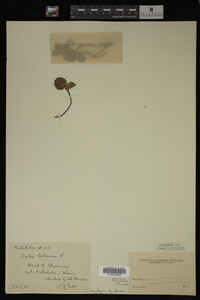 Salix herbacea image