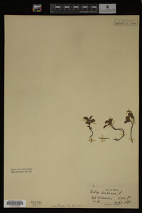 Salix herbacea image