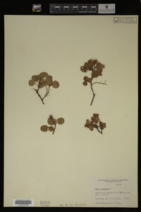 Salix herbacea image