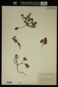 Salix herbacea image