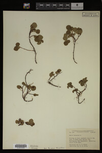 Salix herbacea image