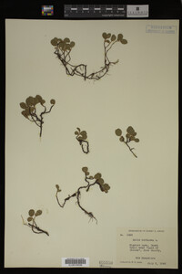 Salix herbacea image