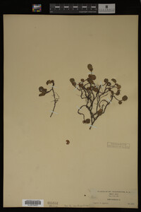 Salix herbacea image