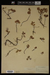 Salix herbacea image