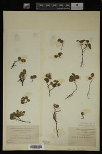 Salix herbacea image