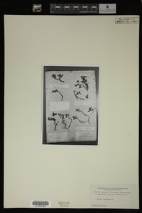 Salix herbacea image