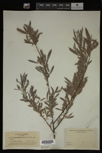 Salix hindsiana image